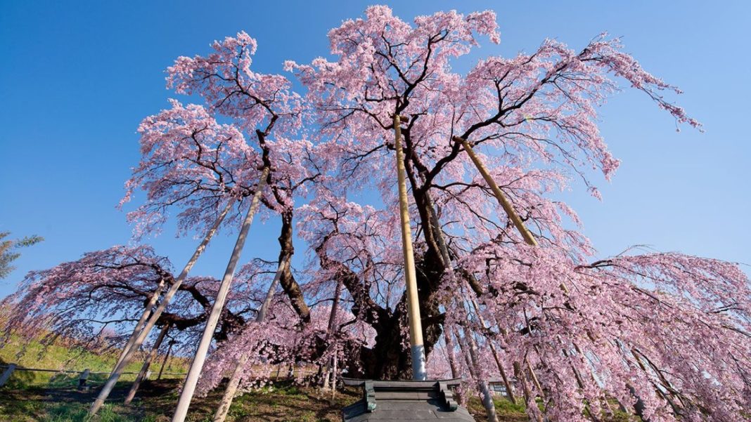  Fleur  de  sakura  les 10 plus beaux cerisier japonais 